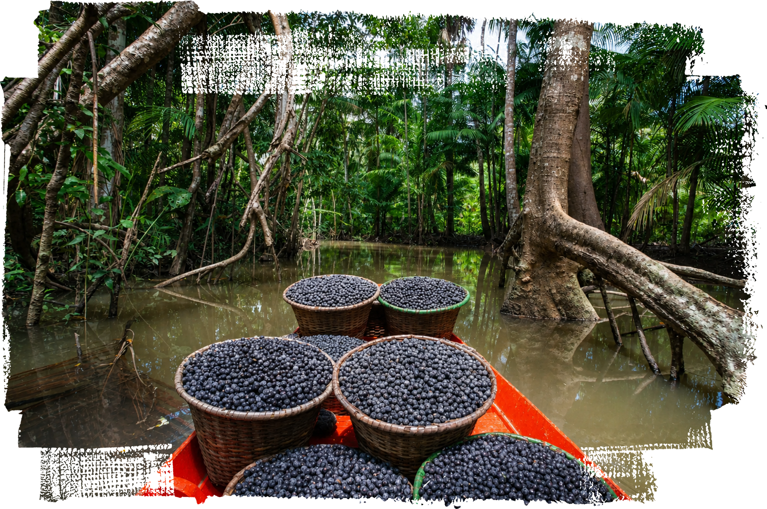 acai-beeren-aus-dem-amazonasgebiet